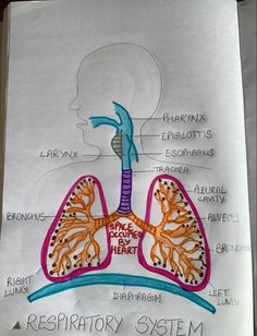 Gene Drawing Science, Anatomy Notes Studying Medical Students, Science Diagrams Biology, How To Draw Lungs, Lungs Art Anatomy, Esophagus Drawing, Human Respiratory System Drawing, Respiratory System Drawing Easy, Lungs Drawing Anatomy