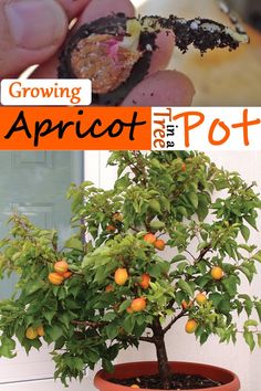 an orange tree in a pot with the words growing apricot on it's side