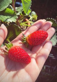 two strawberries are sitting in the palm of someone's hand