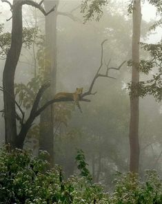 a cat laying on top of a tree branch in the middle of a foggy forest