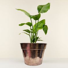 a potted plant sitting on top of a white table next to a green leafy plant