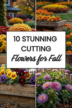 flowers for fall are the perfect addition to any garden