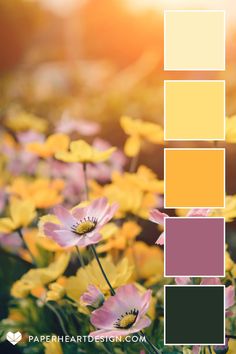 a field full of yellow and pink flowers with the sun shining in the back ground