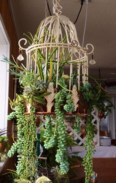 a birdcage filled with lots of plants and hanging from it's sides