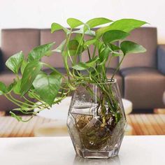 a glass vase filled with water and plants on top of a white table next to a couch