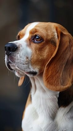 a close up of a dog looking off into the distance