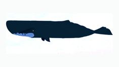 a drawing of a whale with its mouth open