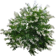 a tree with white flowers and green leaves on it's branches, against a white background