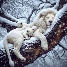 two white lions are sleeping in a tree with snow falling down on the branches and behind them is an adult lion