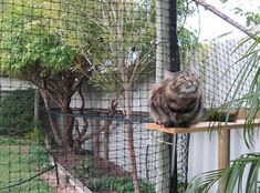 a cat sitting on top of a wooden shelf next to a fenced in area