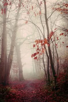 a path in the middle of a forest with lots of trees and leaves on it