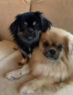 two small dogs sitting next to each other on a couch