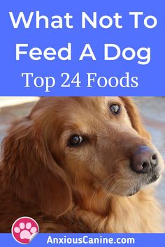 a golden retriever with the words what not to feed a dog top 24 foods