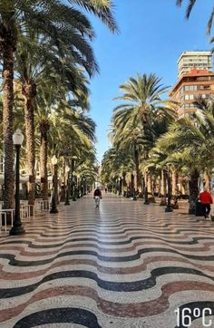 palm trees line the street in front of tall buildings and people walking down it on a sunny day