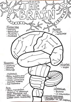 the human brain is labeled in black and white