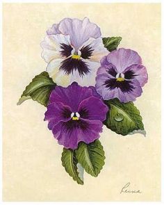 three purple and white pansies with green leaves on a cream colored background, one is in the foreground