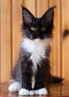 a black and white kitten sitting on top of a table