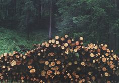 a large pile of logs sitting in the middle of a forest