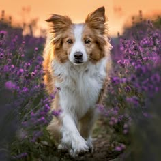 a brown and white dog walking through a field of purple wildflowers at sunset