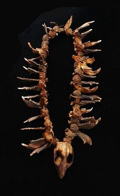 an animal skull is displayed on a black background