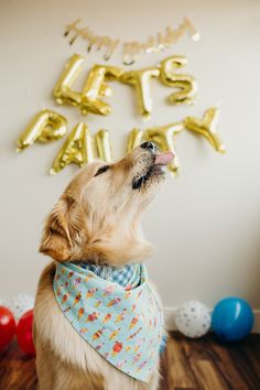 a dog wearing a blue bandana looking up at the sky with balloons and streamers in the background