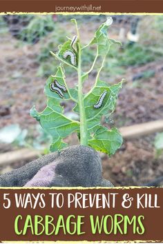 a close up of a plant with the words 5 ways to prevent and kill cabbage worms