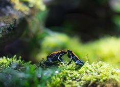 two black and orange bugs sitting on top of green moss covered ground with trees in the background