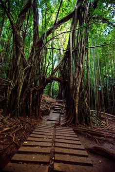 a wooden walkway surrounded by trees in the jungle