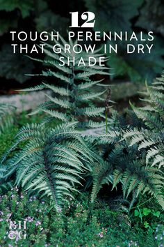 some green plants and purple flowers with the words 12 tough perennials that grow in dry shade