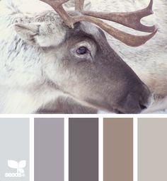 four different color palettes with animals and flowers