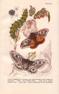 two moths are sitting on top of some leaves and flowers, one is brown and the other is green