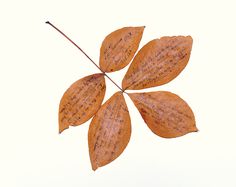 a leaf with some writing on it