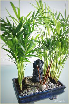 there is a small buddha statue next to some plants in a blue tray on the table