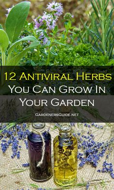 two jars filled with lavender flowers and herbs