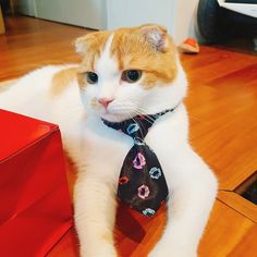 an orange and white cat wearing a tie on top of a wooden floor next to a red box