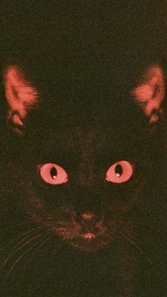 a black cat with glowing red eyes looking at the camera while it's dark