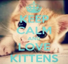 an orange and white kitten laying on top of a floor with the words keep calm and love kittens