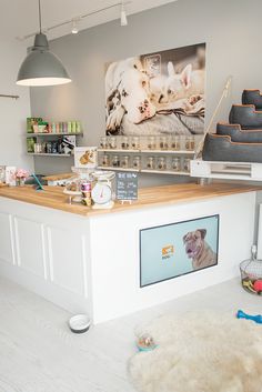 a dog grooming shop with various items on the counter and in front of it