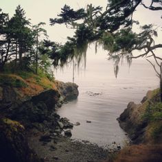 trees on the edge of a cliff overlooking water and rocks with moss growing on them