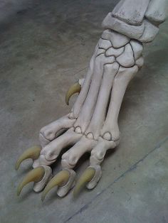 an animal's foot and claws are shown in the shape of a human leg