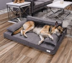 a dog laying on top of a couch in a living room