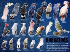 an image of cockatoos in different colors and sizes on a blue background with words