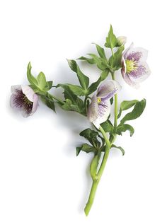 three purple flowers with green leaves on a white background