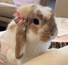 a rabbit with a pink bow on its head