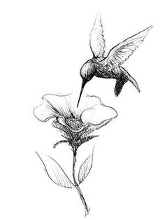 a drawing of a hummingbird flying over a flower