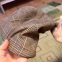 the dog is wearing a plaid hat