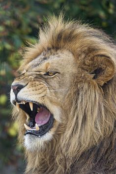 a close up of a lion with its mouth open