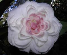 a white and pink flower with green leaves