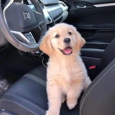 a puppy sitting in the driver's seat of a car