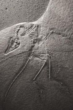 an ancient rock carving depicting a man riding a horse